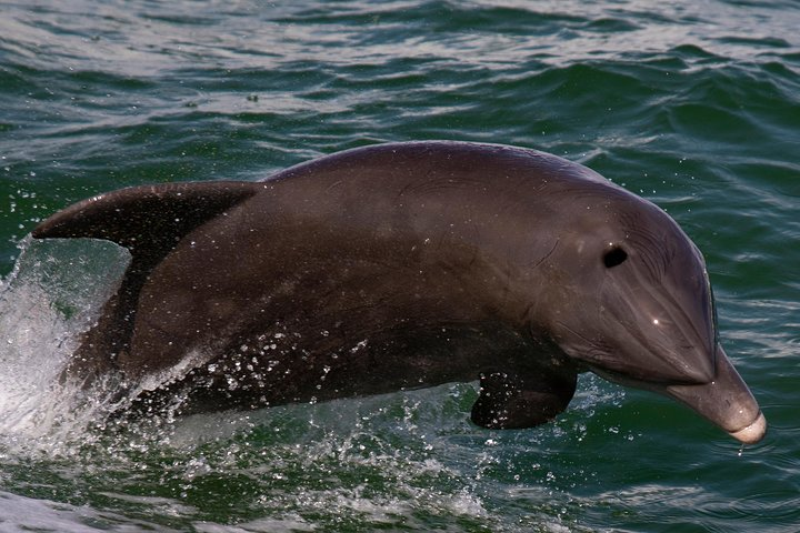 Dolphin Watching on Sarasota Bay and The Gulf of Mexico